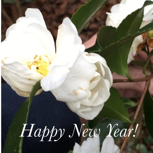 23814417150_e04cb06217_h